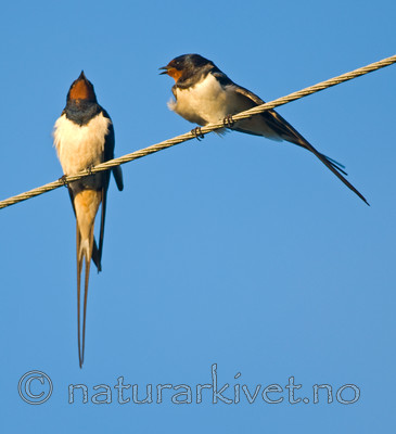 BB 07 0157 / Hirundo rustica / Låvesvale